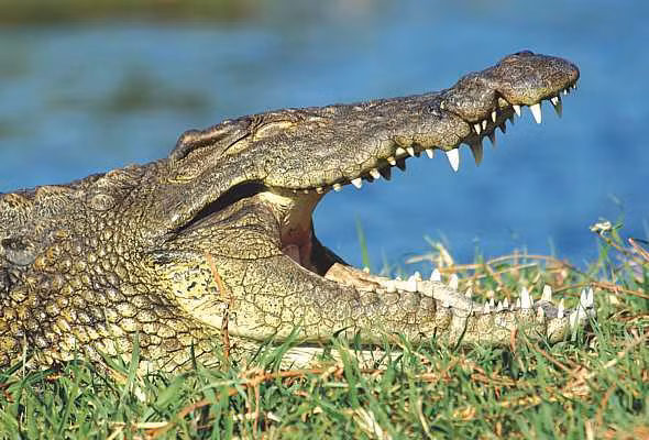 Có những trận đấu được chủ ý tiến hành ở khu vực nhiều cá sấu. Những người chơi bị rơi xuống nước sẽ đối diện với cái chết đau đớn do trở thành mồi của loài bò sát khổng lồ.