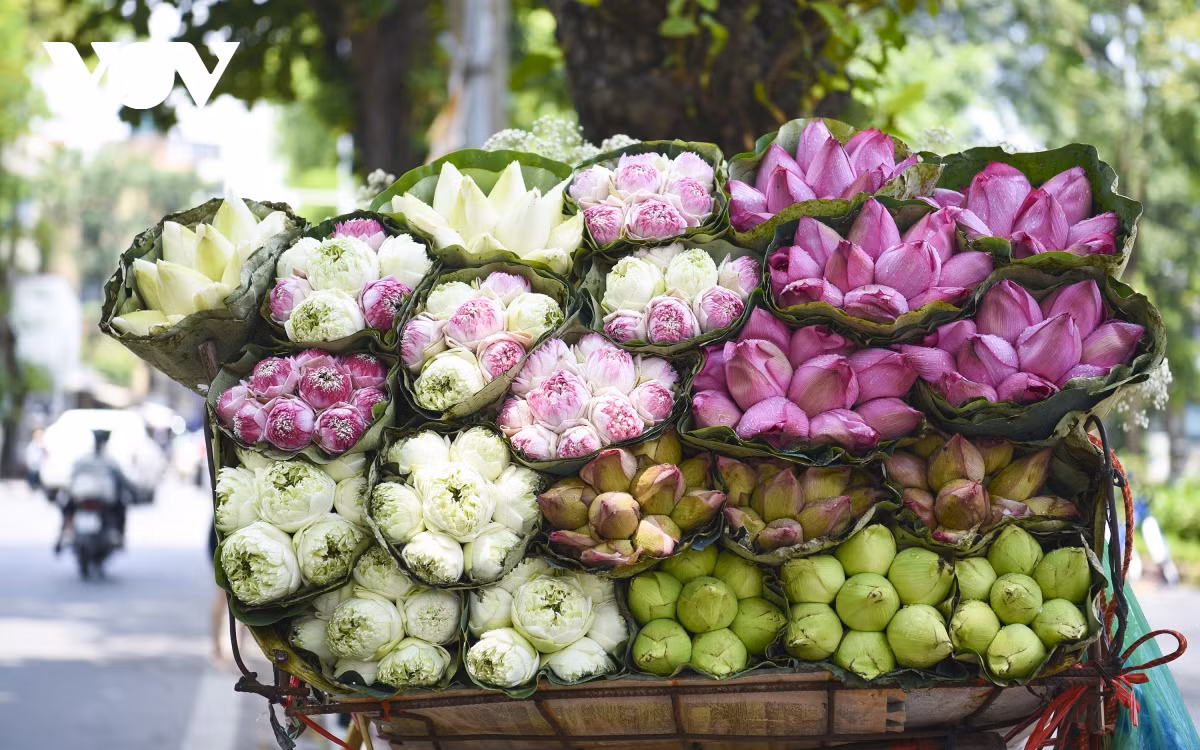 Trong những gánh hàng hoa ấy, những đóa sen hạ cuối mùa vẫn nổi bật và được nhiều người yêu thích, không có một xe hàng rong nào thiếu loại hoa này.