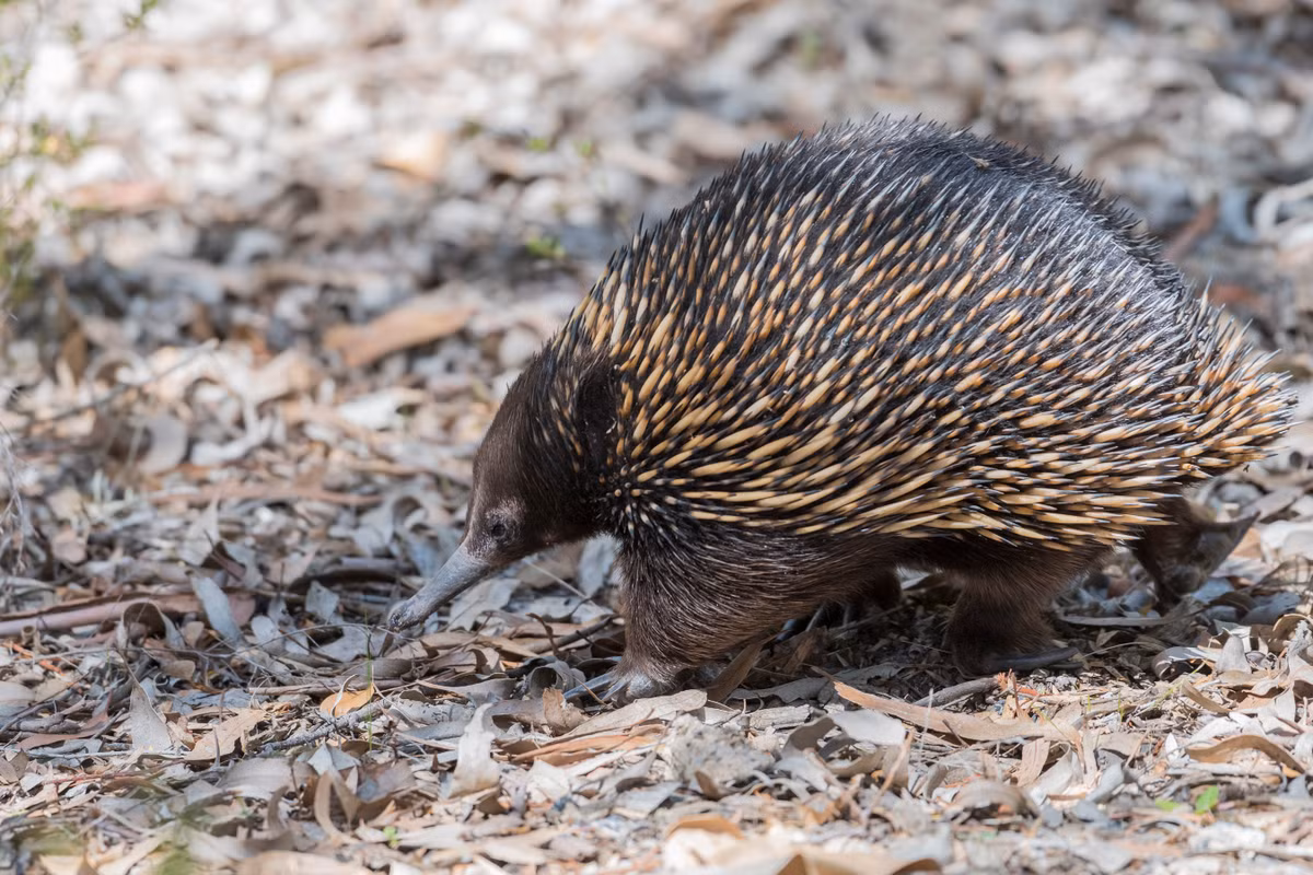 Echidna, còn được gọi là thú ăn kiến có gai, là động vật có vú đơn tính, có nghĩa là nó không sinh con mà đẻ trứng. Cơ thể chúng được bao phủ bởi gai và có mõm dài. Nguồn: Wikipedia.