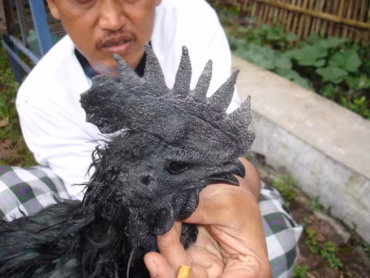 Nếu không muốn phải bỏ ra 2.500 USD cho mỗi chú gà Ayam Cemani, bạn có thế tìm đến những ngôi làng hẻo lánh ở trung tâm đảo Java của Indonesia, nơi những chú gà này được bán với giá rẻ hơn nhiều lần.