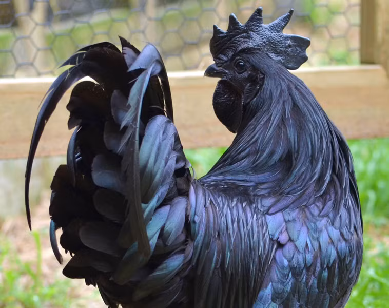 Không có giống gà nào trên thế giới có dáng vẻ qúy phái như Ayam Cemani, với màu đen từ chân, da, lông, mào, mỏ, mắt… cho đến thịt.