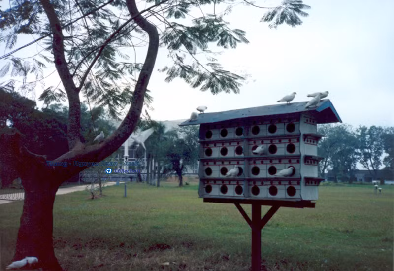 Chuồng chim bồ câu tại khu vực Ba Đình.