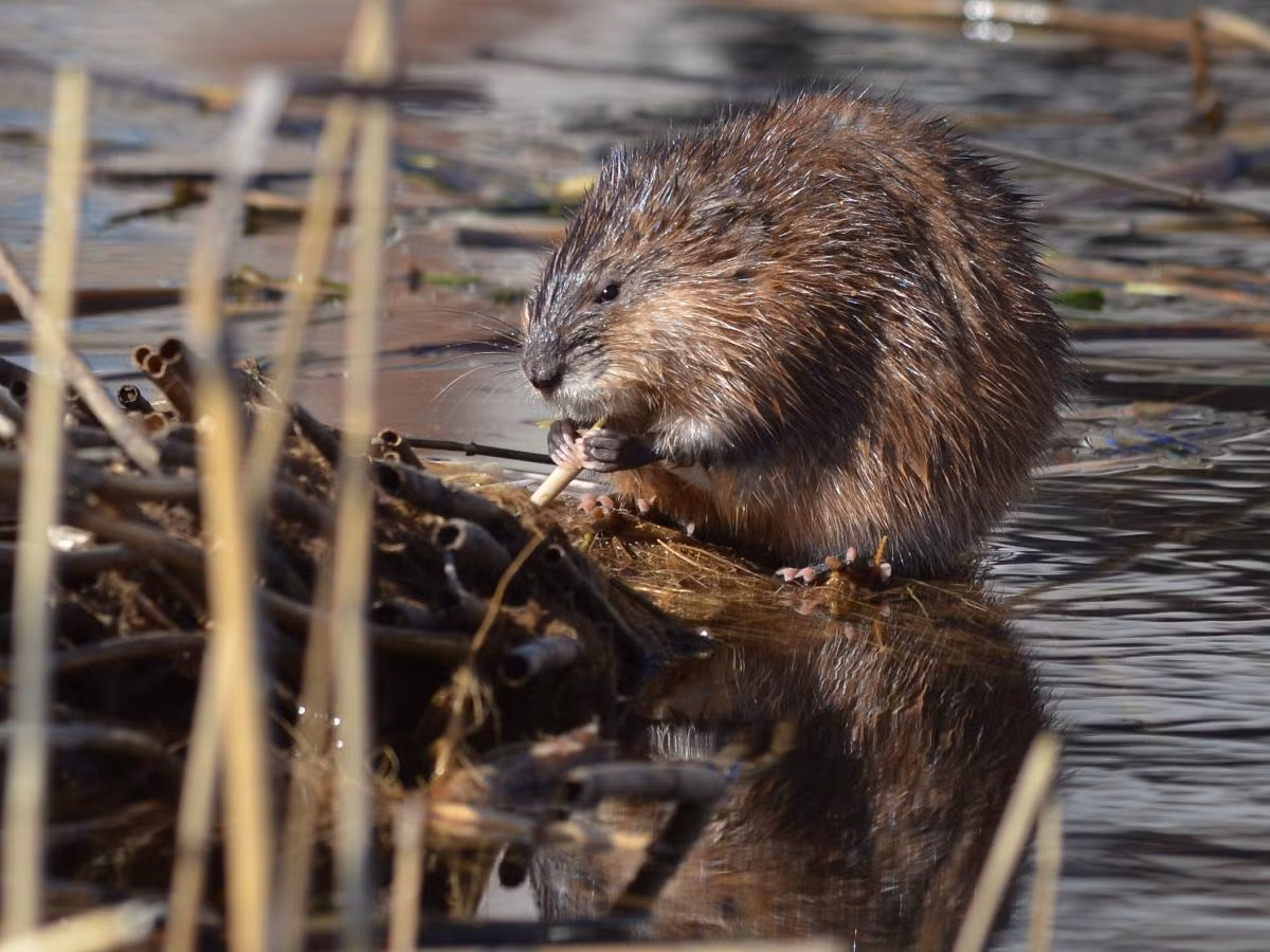 Chuột xạ (Ondatra zibethicus) dài 23-33 cm, có nguồn gốc từ Bắc Mỹ. Loài này cư trú ở các ao, sông và suối. Chúng đã du nhập vào châu Âu và hiện phân bố rộng khắp lục địa này.