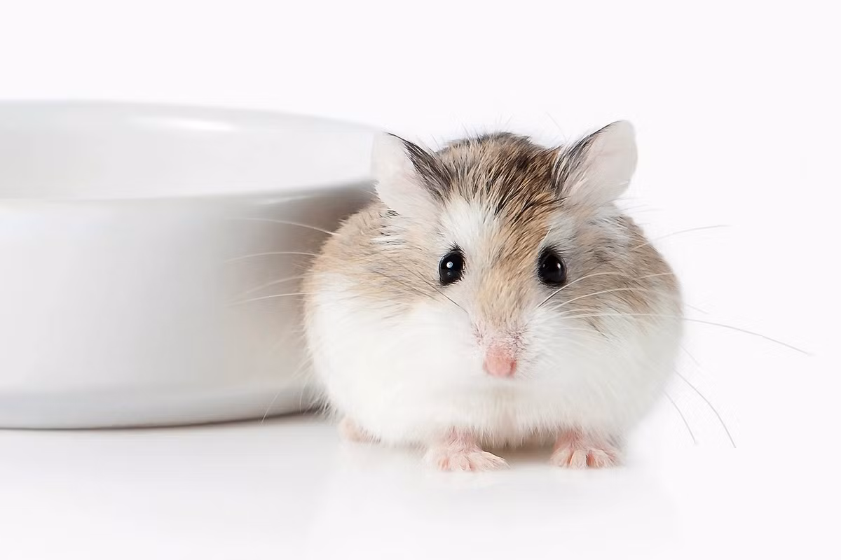 Hamster hoang mạc Roborovski (Phodopus roborovskii) dài 5-10 cm, có nguồn gốc từ các đồng cỏ khô hạn ở Trung Á. Có tốc độ sinh sản rất nhanh - có thể đẻ đến 15 lứa trong một năm - chúng đã được nhân giống để làm vật nuôi phổ biến với tên thường gọi là hamster robo.