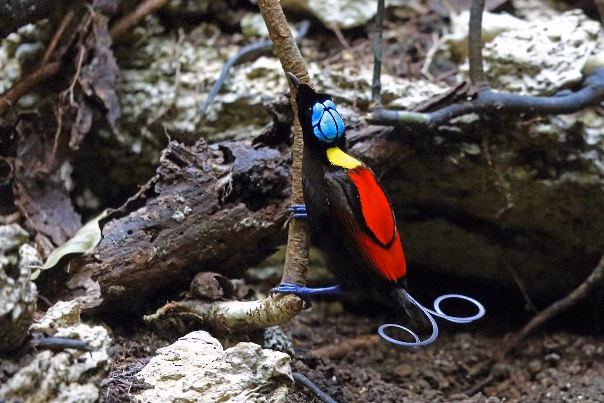  Chim thiên đường Wilson (Diphyllodes respublica). Kích thước: Dài 16 cm. Vùng phân bố: Indonesia. Ảnh: eBird.
