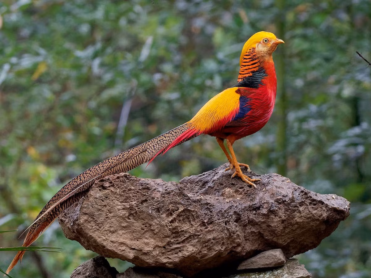 Chim trĩ vàng (Chrysolophus pictus). Kích thước: Dài 60-105 cm. Vùng phân bố: Tây Trung Quốc.