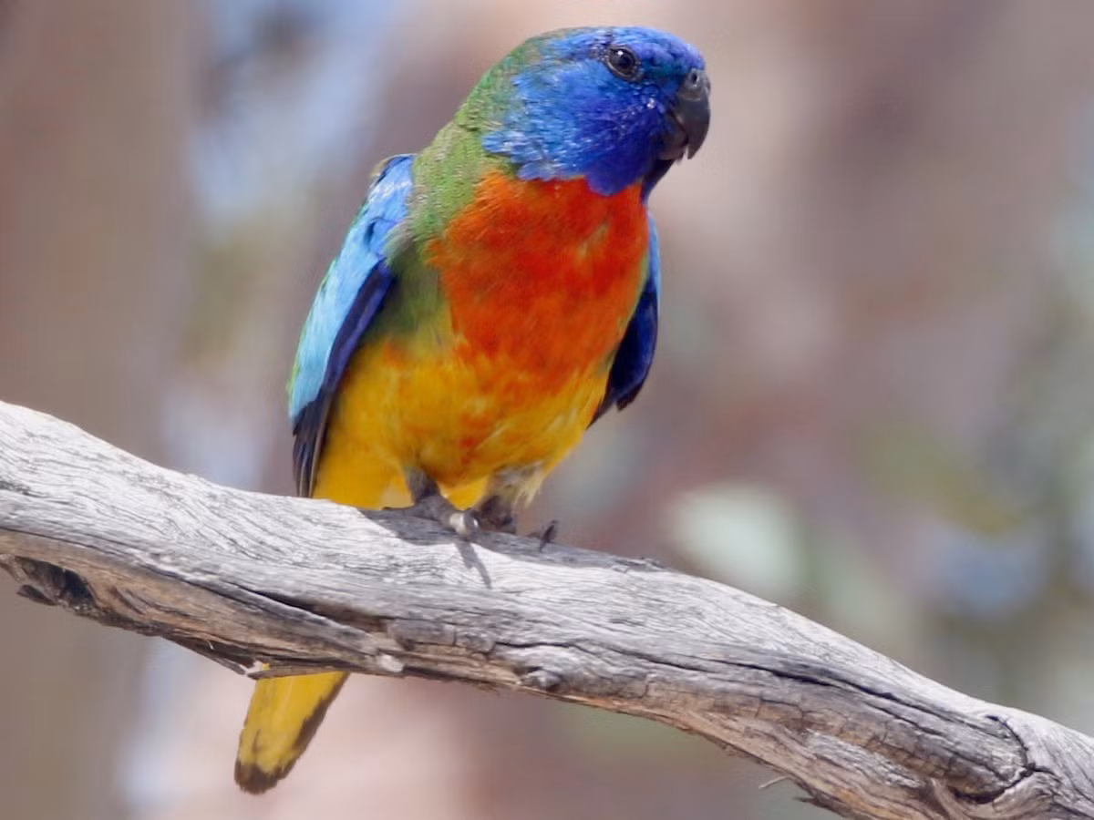 Chim vẹt ngực đỏ (Neophema splendida). Kích thước: Dài 19-20 cm. Vùng phân bố: Nam và Tây Australia.