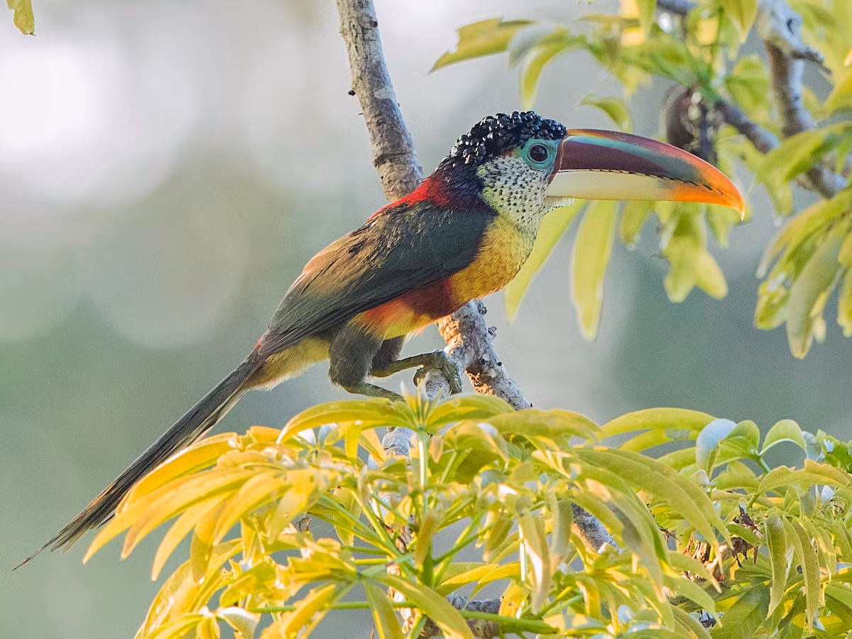 Chim tu căng mào cong (Pteroglossus beauharnaesii). Kích thước: Dài 40-45 cm. Vùng phân bố: Tây Brazil, Bắc Peru và miền trung Bolivia.