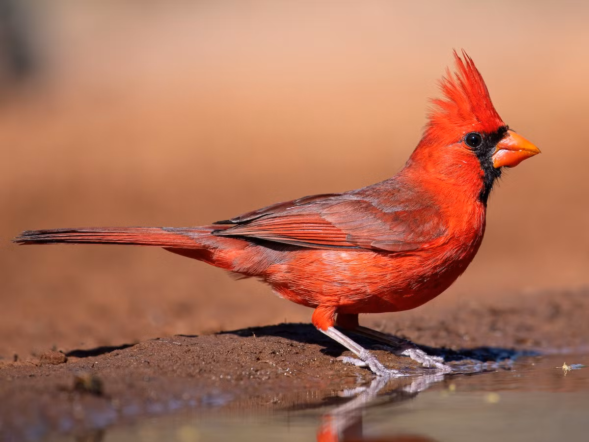 Chim hồng y phương Bắc (Cardinalis cardinalis). Kích thước: Dài 20 cm. Vùng phân bố: Miền Đông và miền trung Hoa Kỳ, Canada.