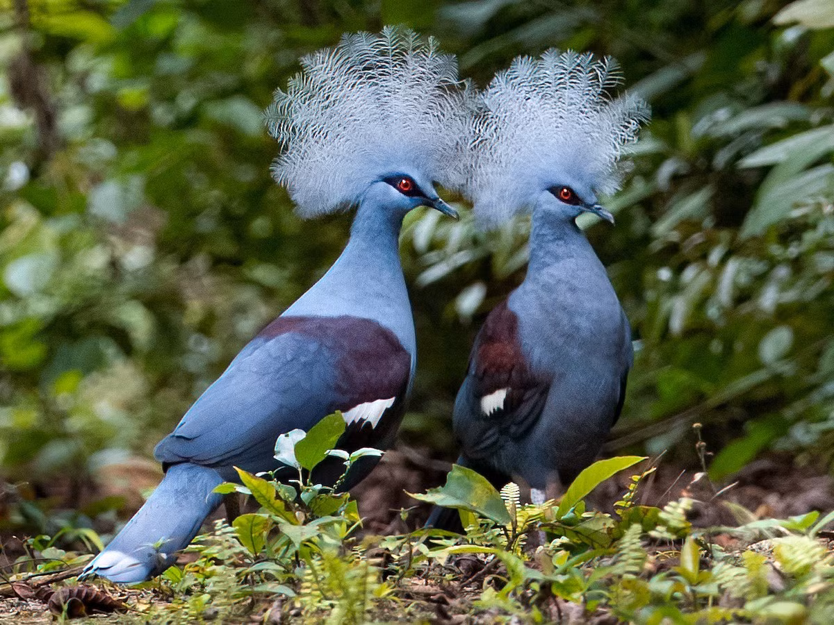 Chim bồ câu vương miện miền Tây (Goura cristata). Kích thước: Dài 66 to 75 cm. Vùng phân bố: Tây New Guinea.