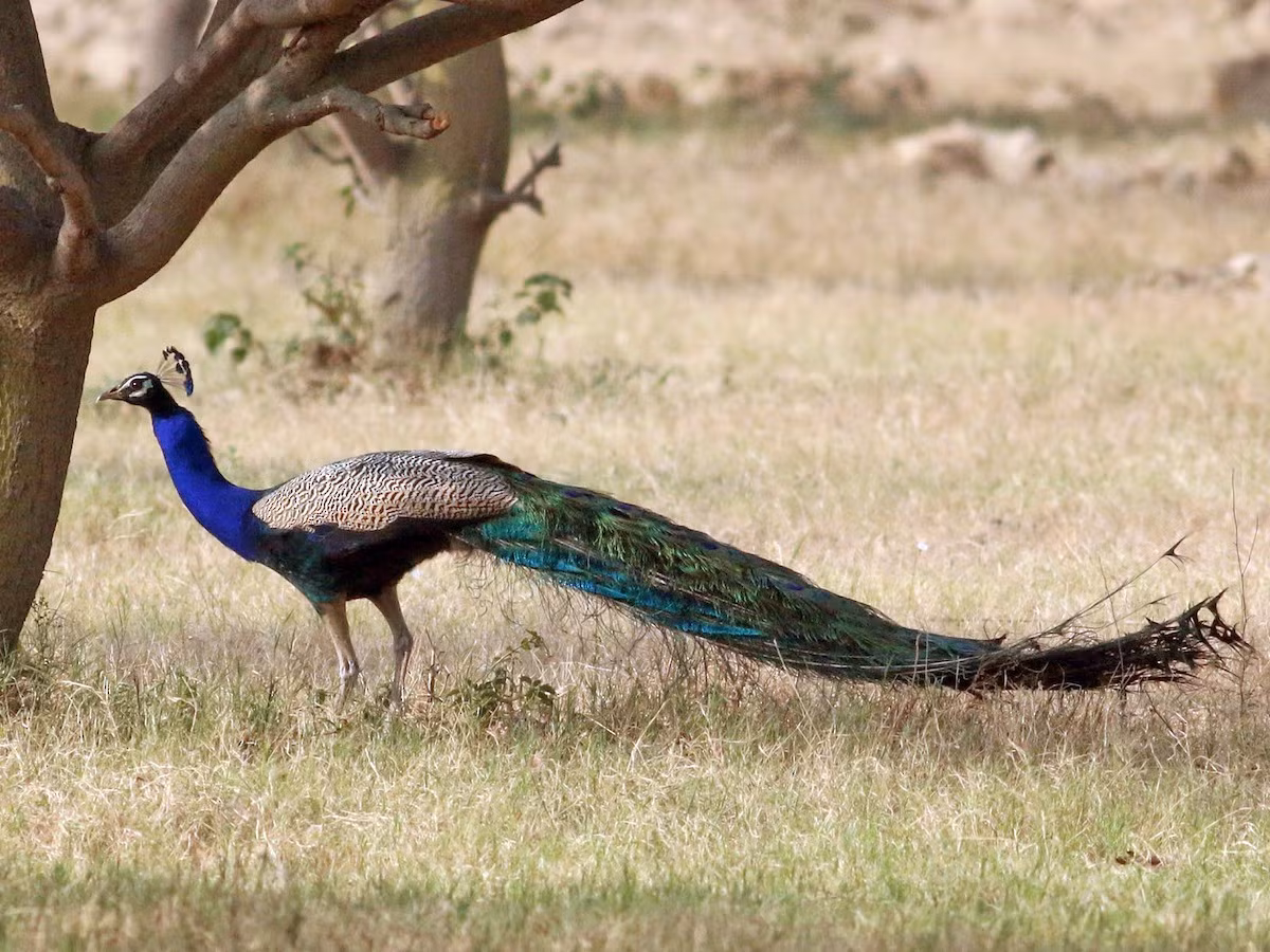 Chim công xanh Ấn Độ (Pavo cristatus). Kích thước: Dài 1-1.15 mét. Vùng phân bố: Nam và Đông Nam Á.