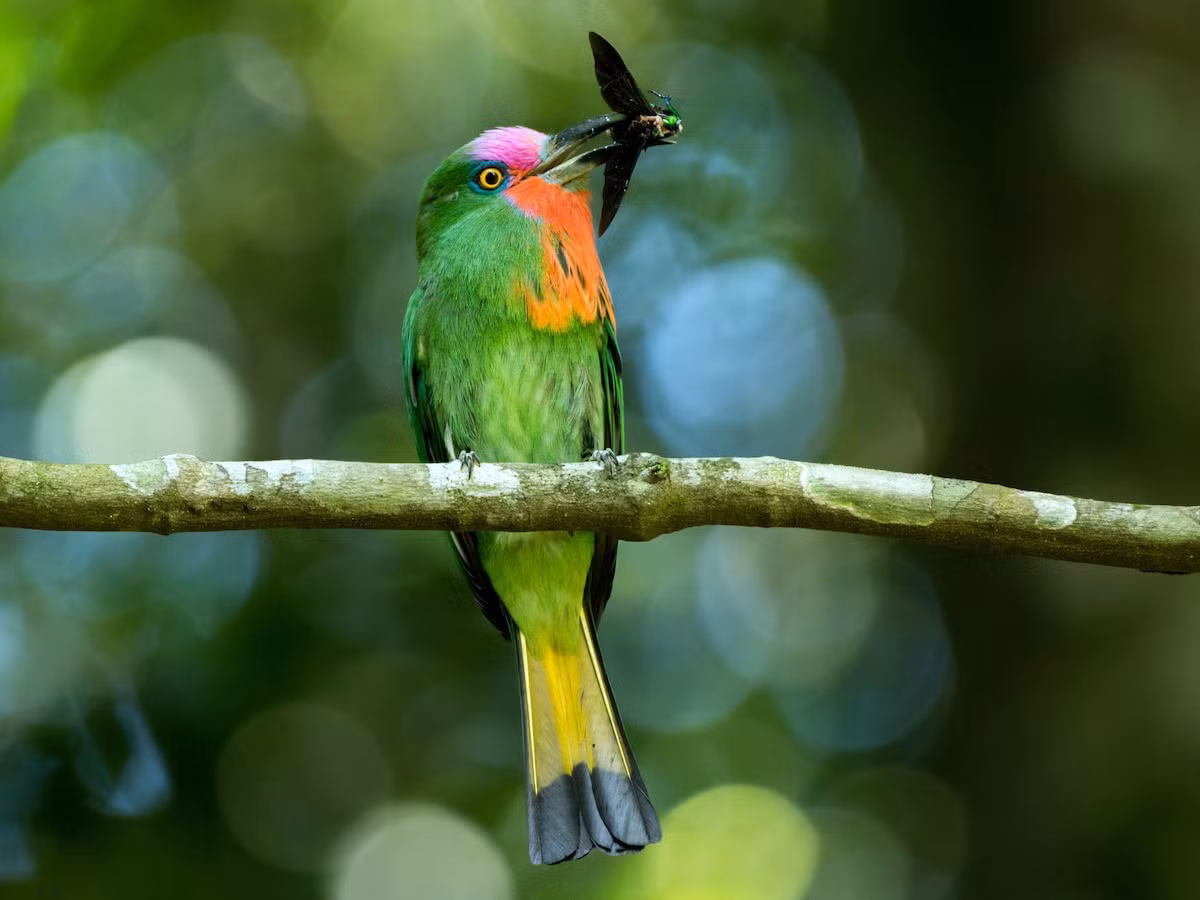 Chim trảu râu đỏ (Nyctyornis amictus). Kích thước: Dài cm. Vùng phân bố: Indonesia và Malaysia.