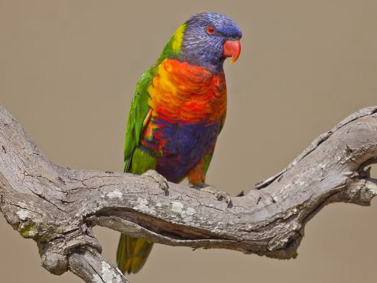 Chim vẹt cầu vồng (Trichoglossus moluccanus). Kích thước: Dài 25-30 cm. Vùng phân bố: Bắc và Đông Australia.
