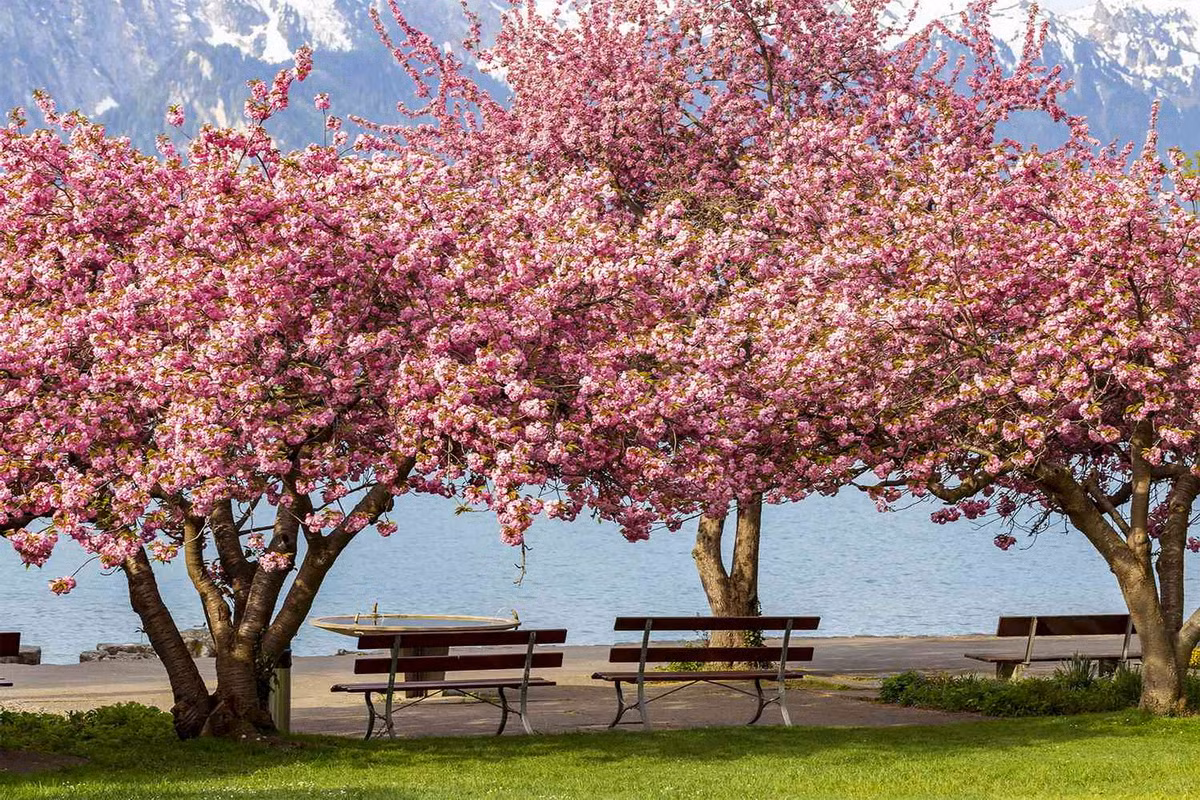  Quốc thụ của Nhật Bản: Cây hoa anh đào (Prunus serrulata).