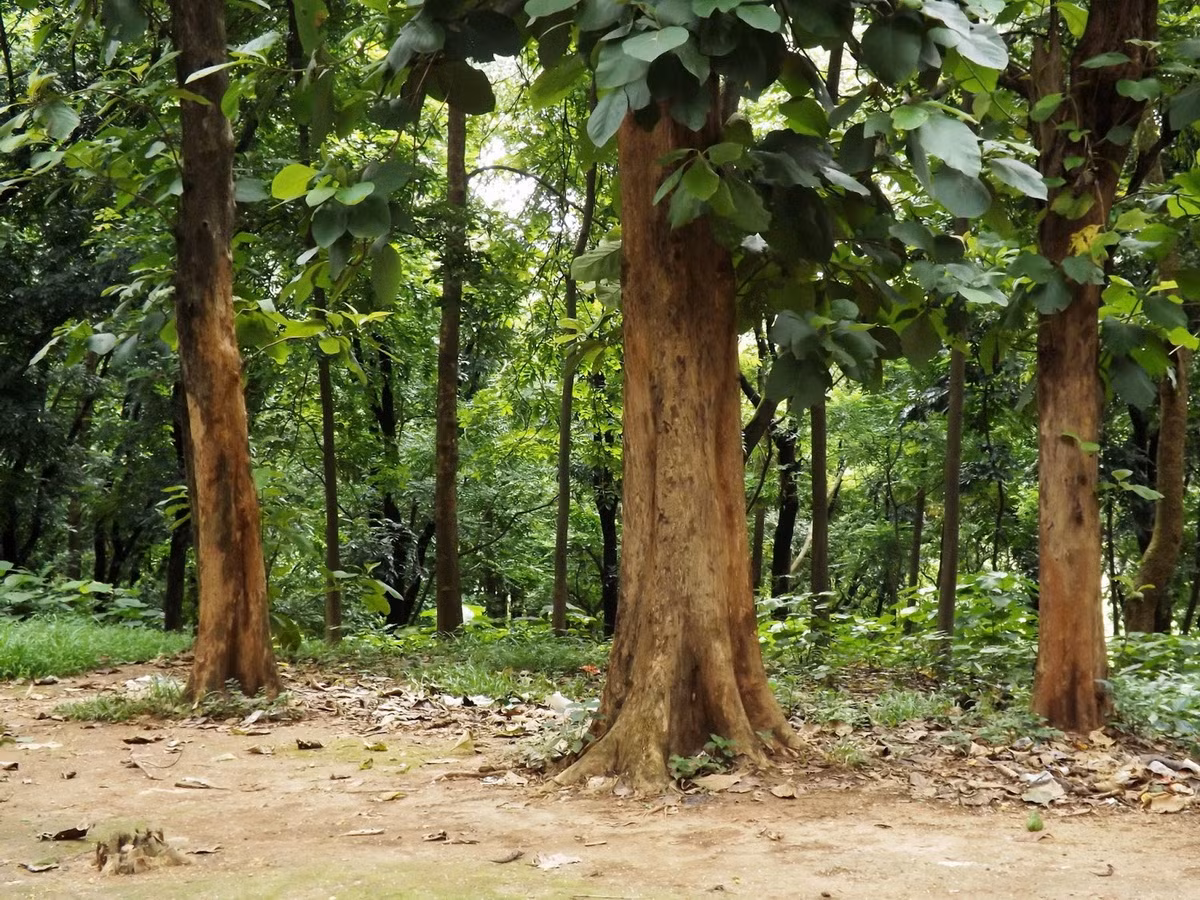  Quốc thụ của Indonesia: Cây gỗ tếch (chi Tectona).