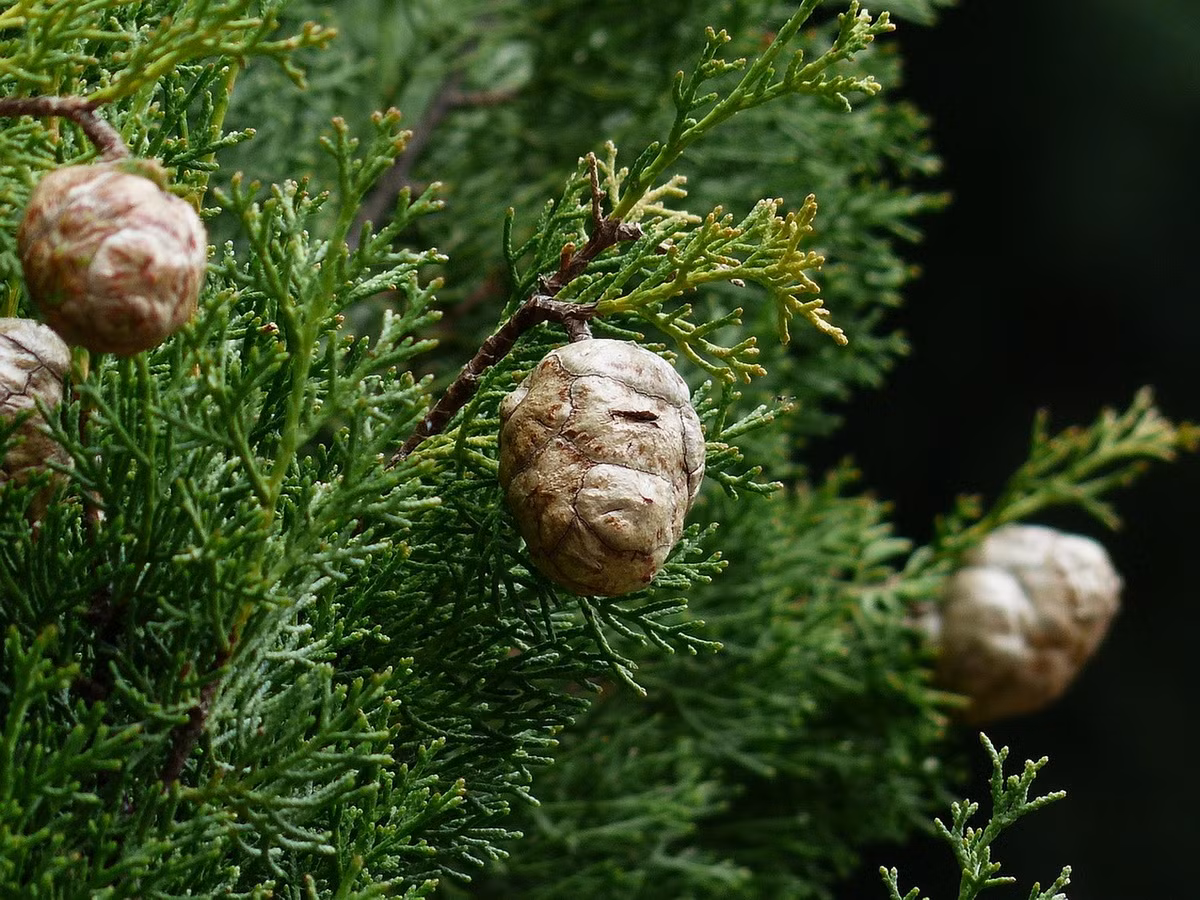  Quốc thụ của Iran: Cây tuyết tùng (Cupressus sempervirens).