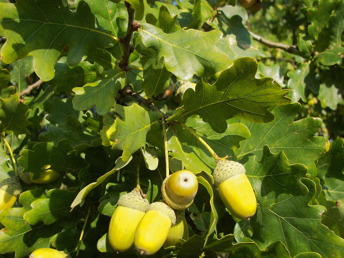  Quốc thụ của Anh: Cây sồi Anh (Quercus robur).