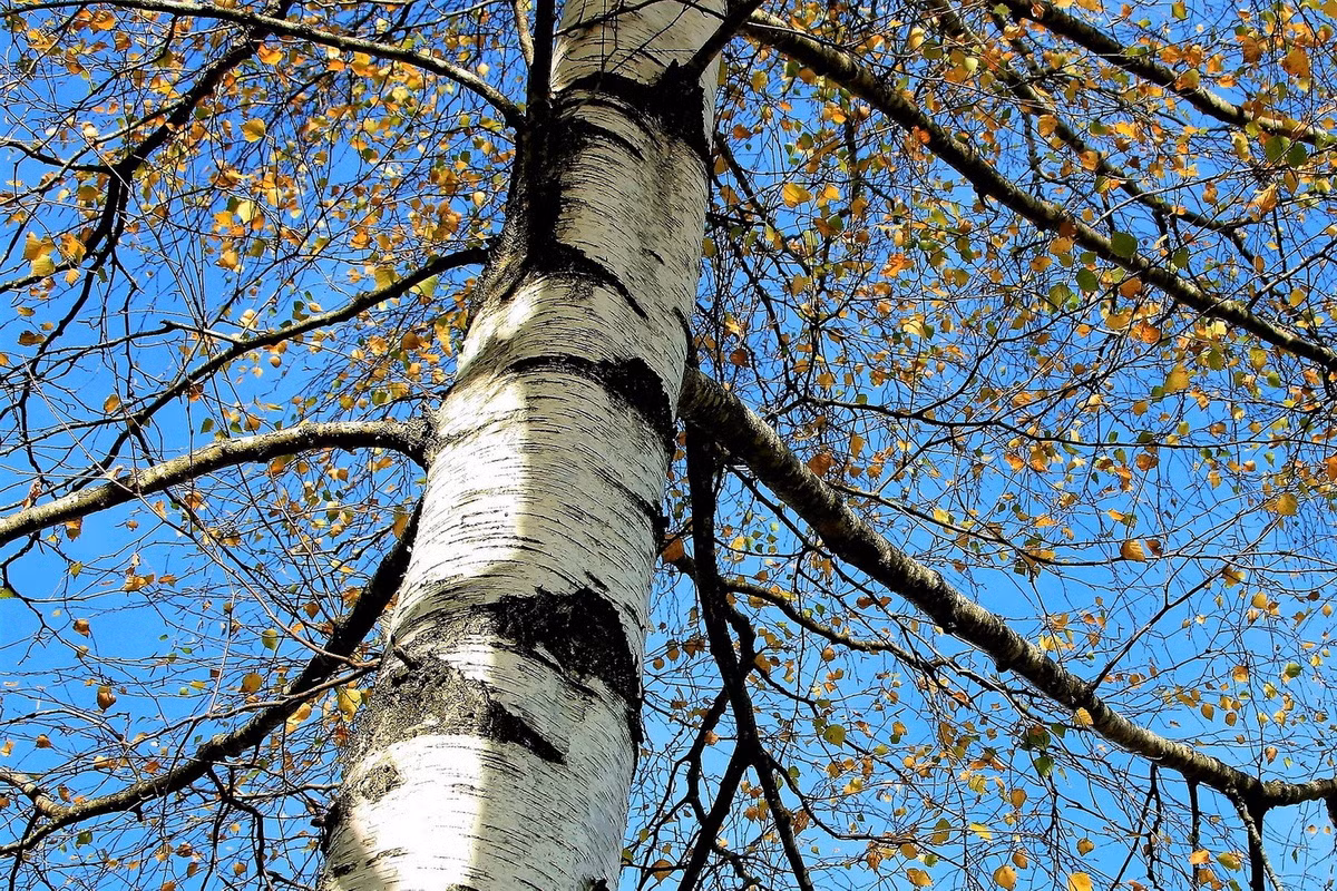  Quốc thụ của Nga và Phần Lan: Cây bạch dương (chi Betula).