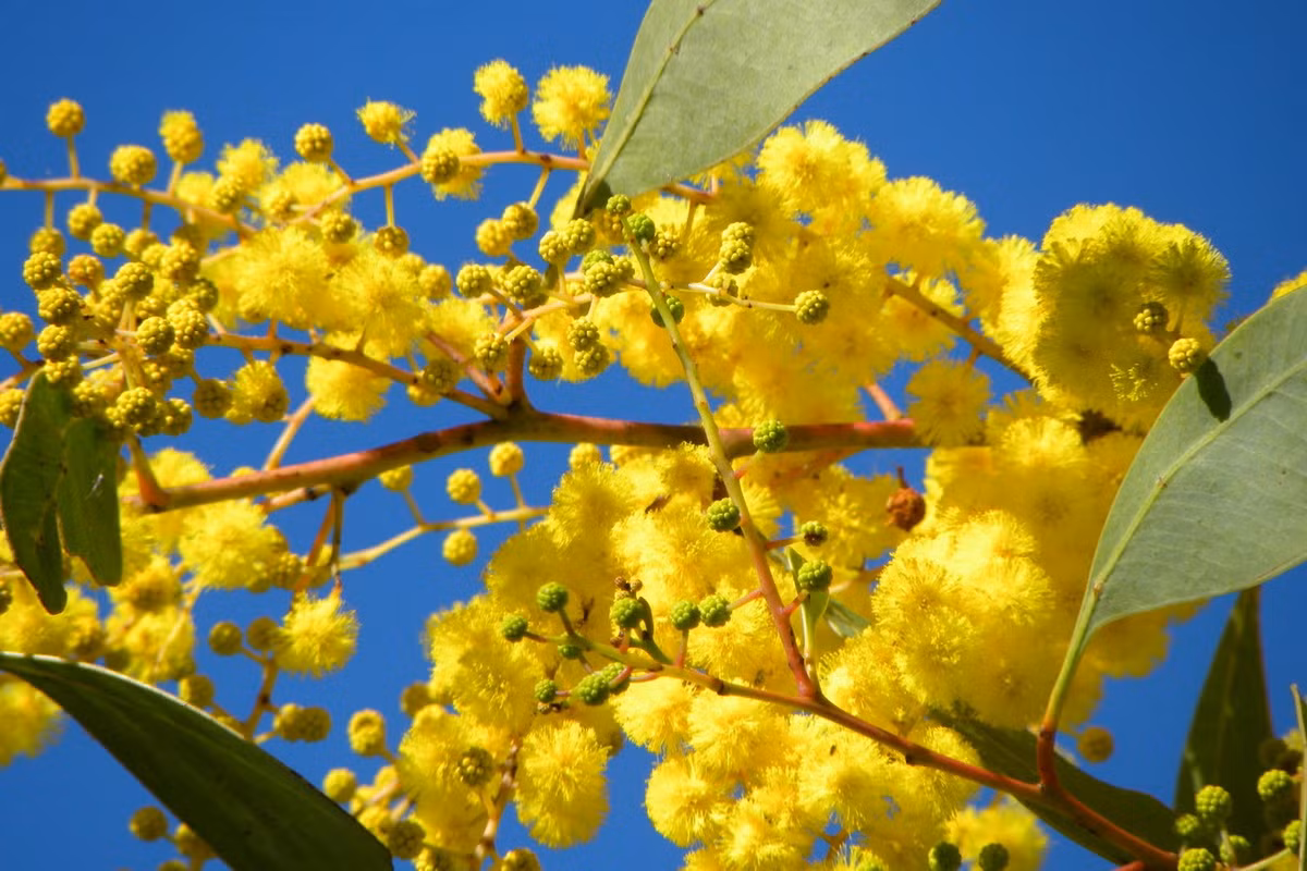  Quốc thụ của Australia: Cây keo vàng (Acacia pycnantha).