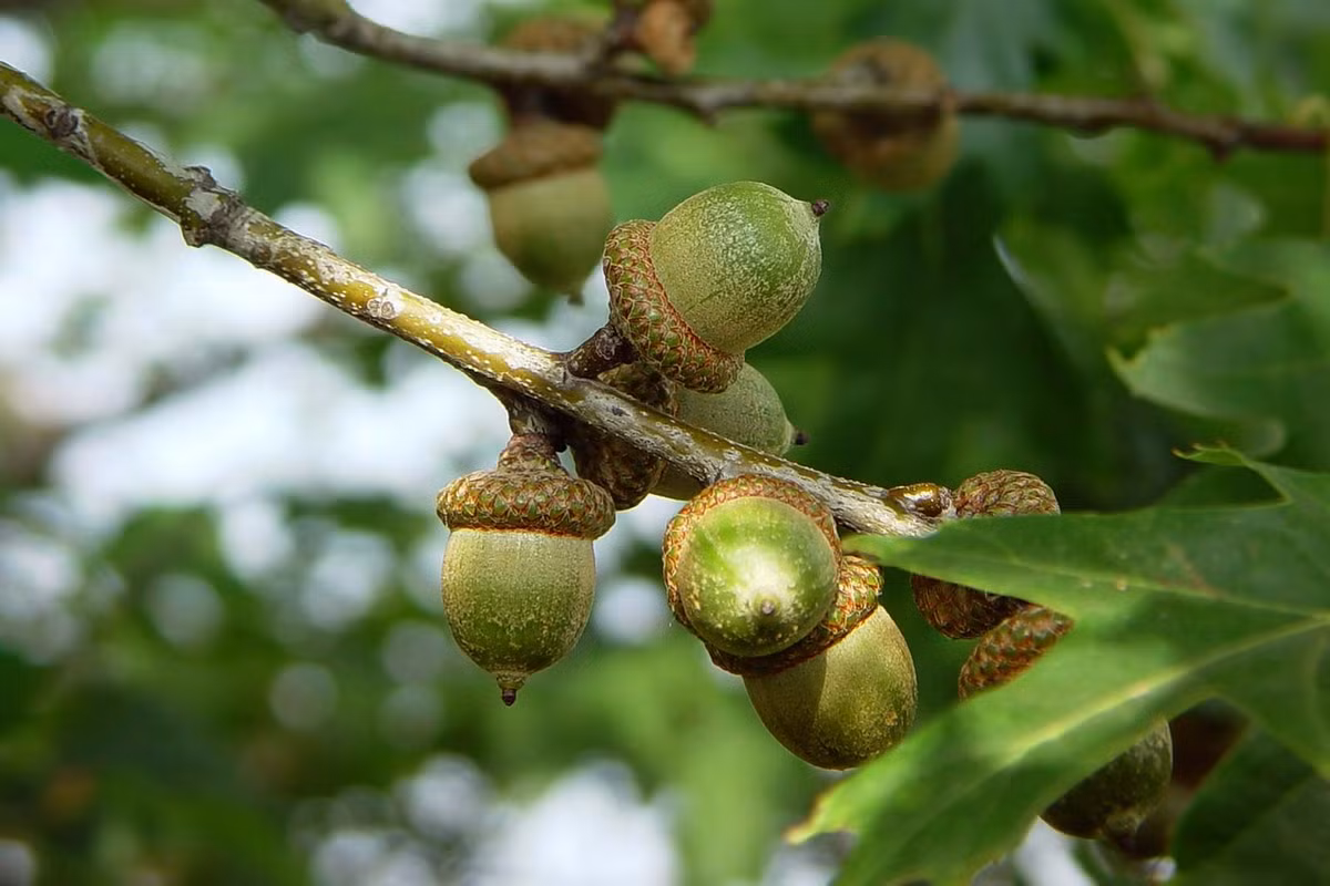 Quốc thụ của Đức, Italia, Serbia, Ba Lan, Romania, Moldova, Mỹ: Cây sồi (chi Quercus).