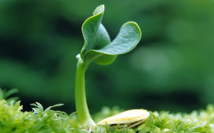 Nguyên nhân là do đây được cho là điềm báo không cát lành, dễ chặn đứng tài vận của các thành viên trong nhà. Ngược lại nếu cây cối trong nhà ngày một sinh sôi, nảy nở thậm chí là những loại cây hiếm khi ra hoa nay lại trổ bông thì đó lại là dấu hiệu của sự may mắn. Điều này chứng tỏ ngôi nhà có trường khí tốt, cuộc sống của gia chủ sẽ ngày một giàu có, ấm no. 