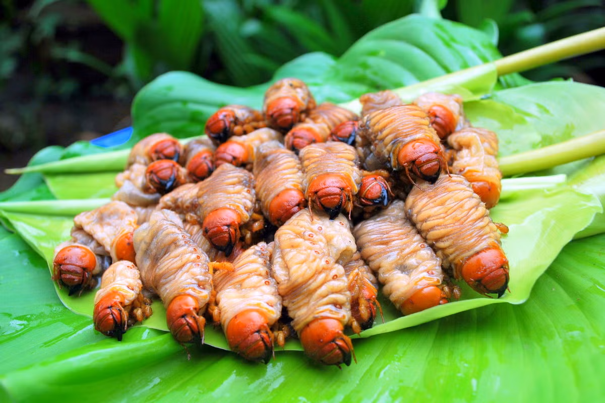 Ở khu vực Đông Nam Á, con đuông dừa được coi là một món ăn bổ dưỡng, được chế biến theo nhiều cách khác nhau, phổ biến nhất là rang và ăn sống với các loại gia vị. Ảnh: Danang Fantasticity.