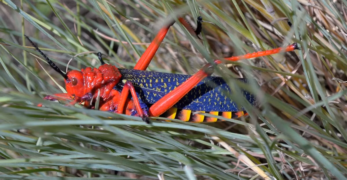 Châu chấu bông sữa (Phymateus morbillosus). Kích thước: Dài 7 cm. Vùng phân bố: Châu Phi, Madagascar và Ấn Độ.