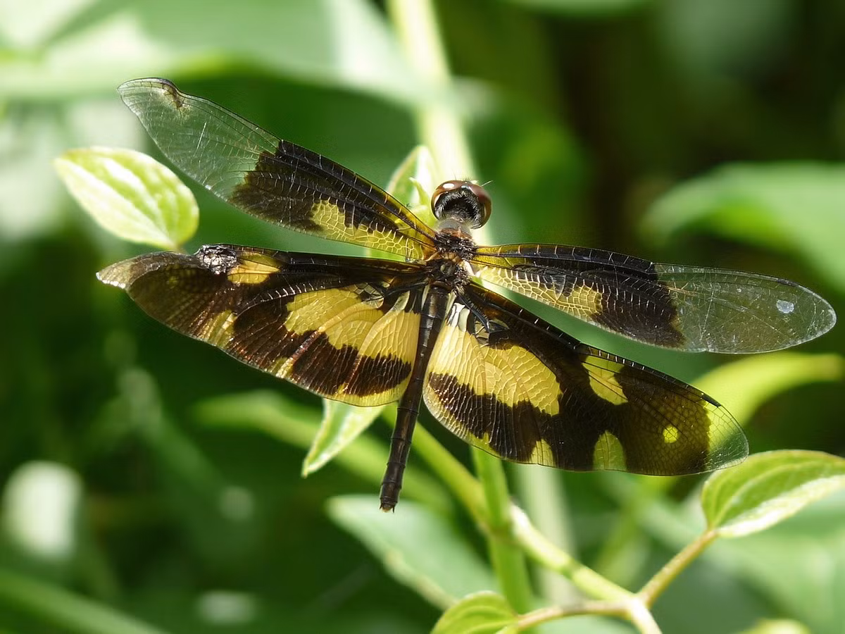 Chuồn chuồn cánh khoang (Rhyothemis variegata). Kích thước: Dài 2,3-3,6 cm. Vùng phân bố: Nam và Đông Nam Á.