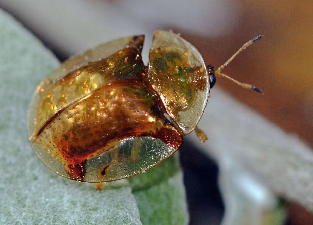 Bọ rùa vàng (Charidotella sexpunctata). Kích thước: Dài 5-8 mm. Vùng phân bố: Nam Mỹ.
