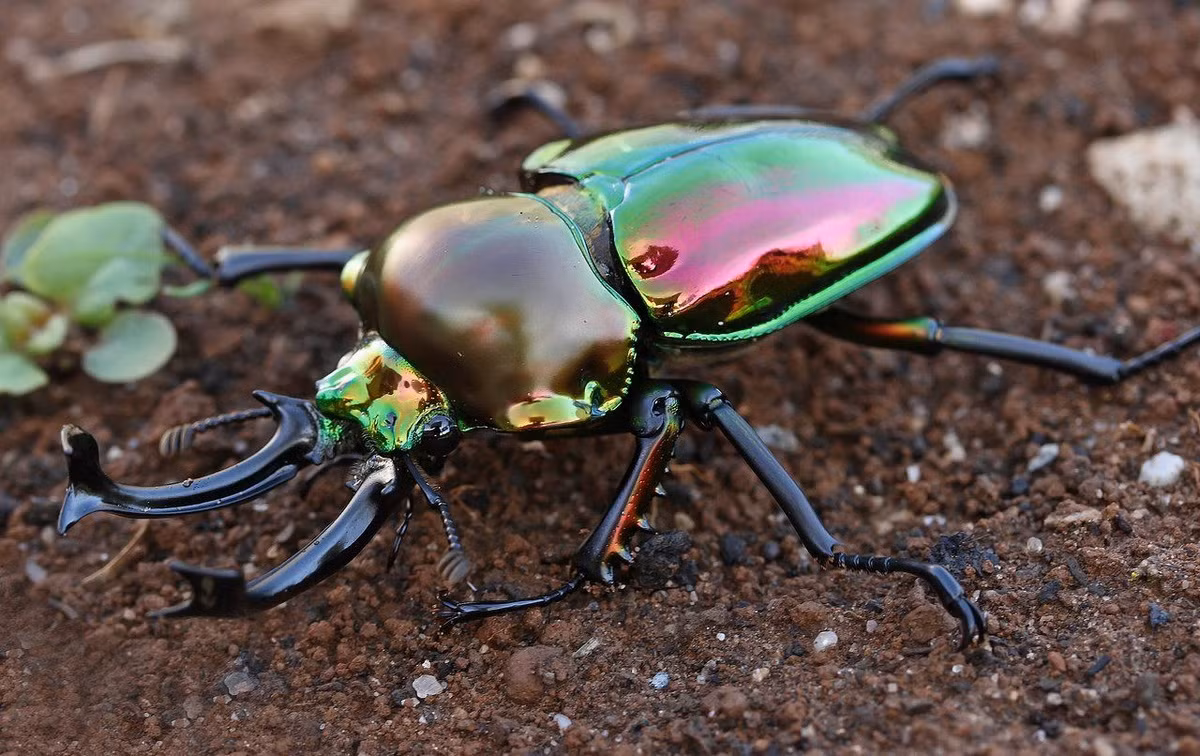 Bọ hươu cầu vồng (Phalacrognathus muelleri). Kích thước: Dài 2,4-7 cm. Vùng phân bố: Australia và New Guinea.