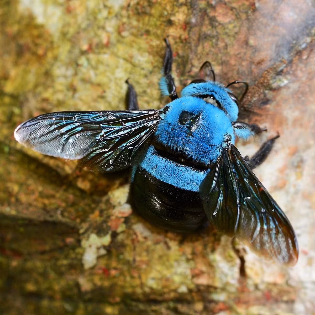 Ong bầu xanh (Xylocopa caerulea). Kích thước: Dài 2-2,3 cm. Vùng phân bố: Nam Á, Đông Nam Á và Nam Trung Quốc.