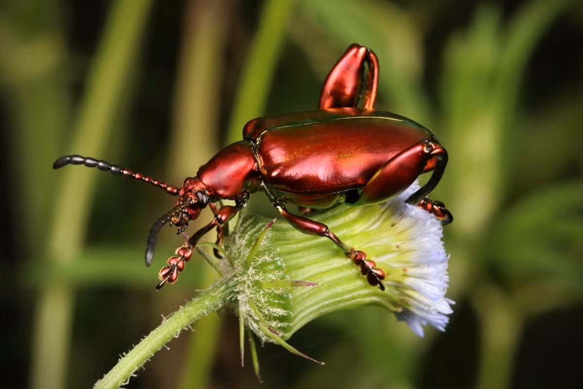 Bọ lá chân ếch (Sagra femorata). Kích thước: Dài 2 cm. Vùng phân bố: Nam Á, Đông Nam Á và Nam Trung Quốc.