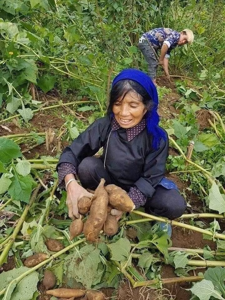Củ sâm đất thành đặc sản được tìm mua Cu sam dat thanh dac san duoc tim mua