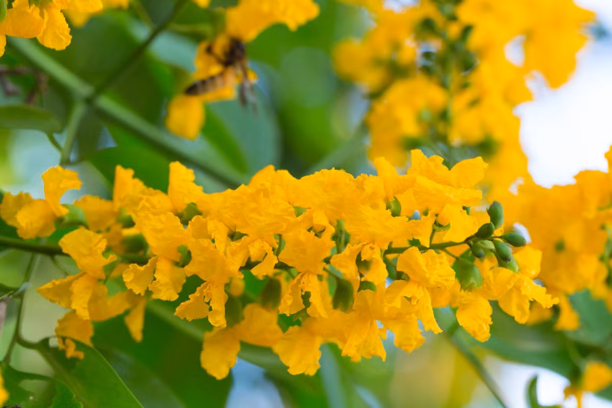  Myanmar: Hoa paduak (Pterocarpus indicus).
