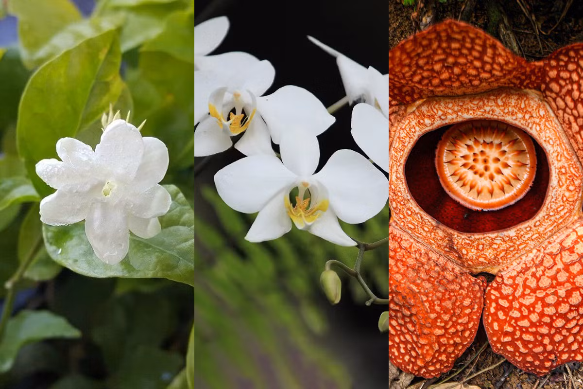  Indonesia: Hoa nhài (Jasminum sambac), hoa lan mặt trăng (Phalaenopsis amabilis) và hoa xác thối (Rafflesia arnoldii).