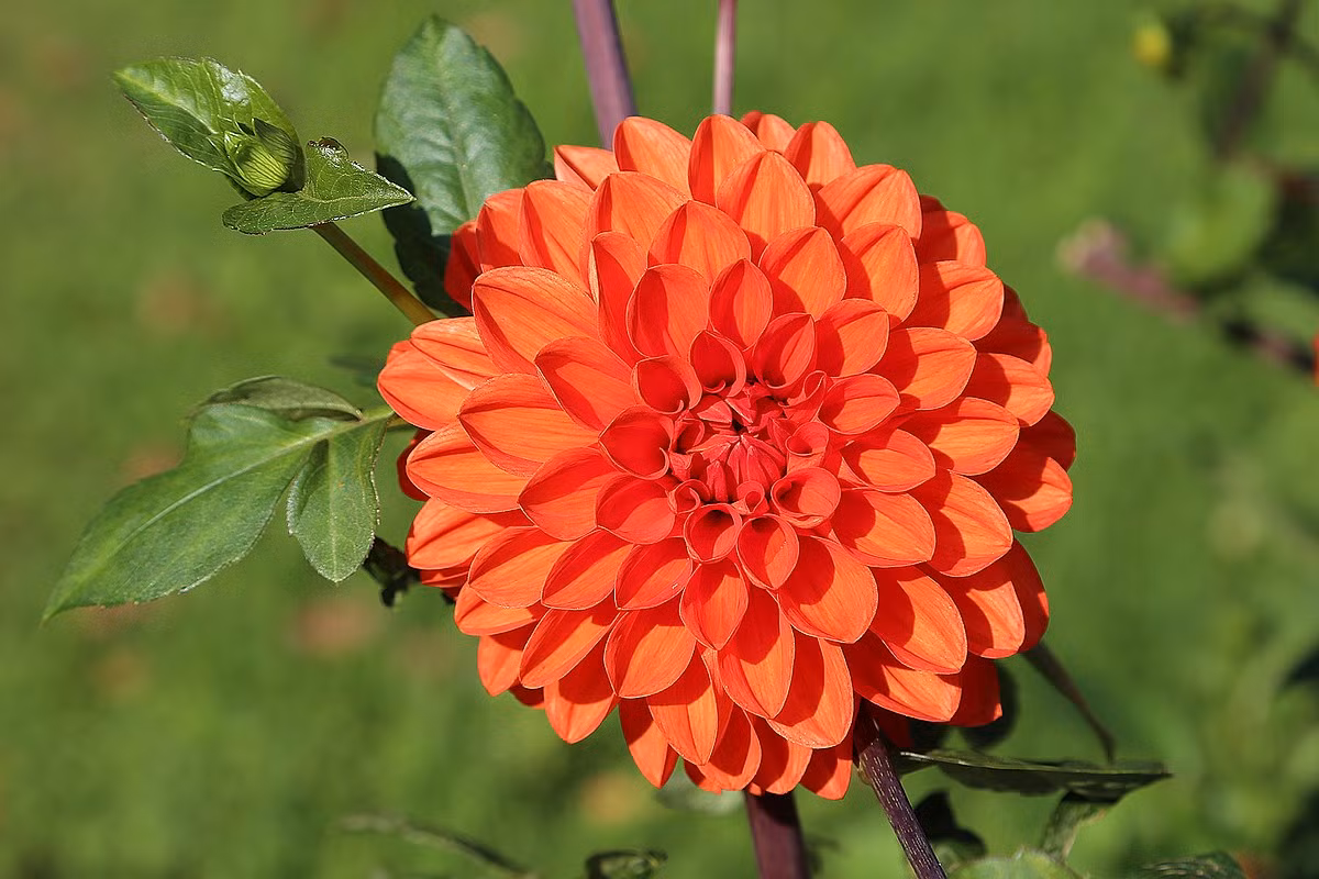  Mexico: Hoa thược dược (Dahlia pinnata).