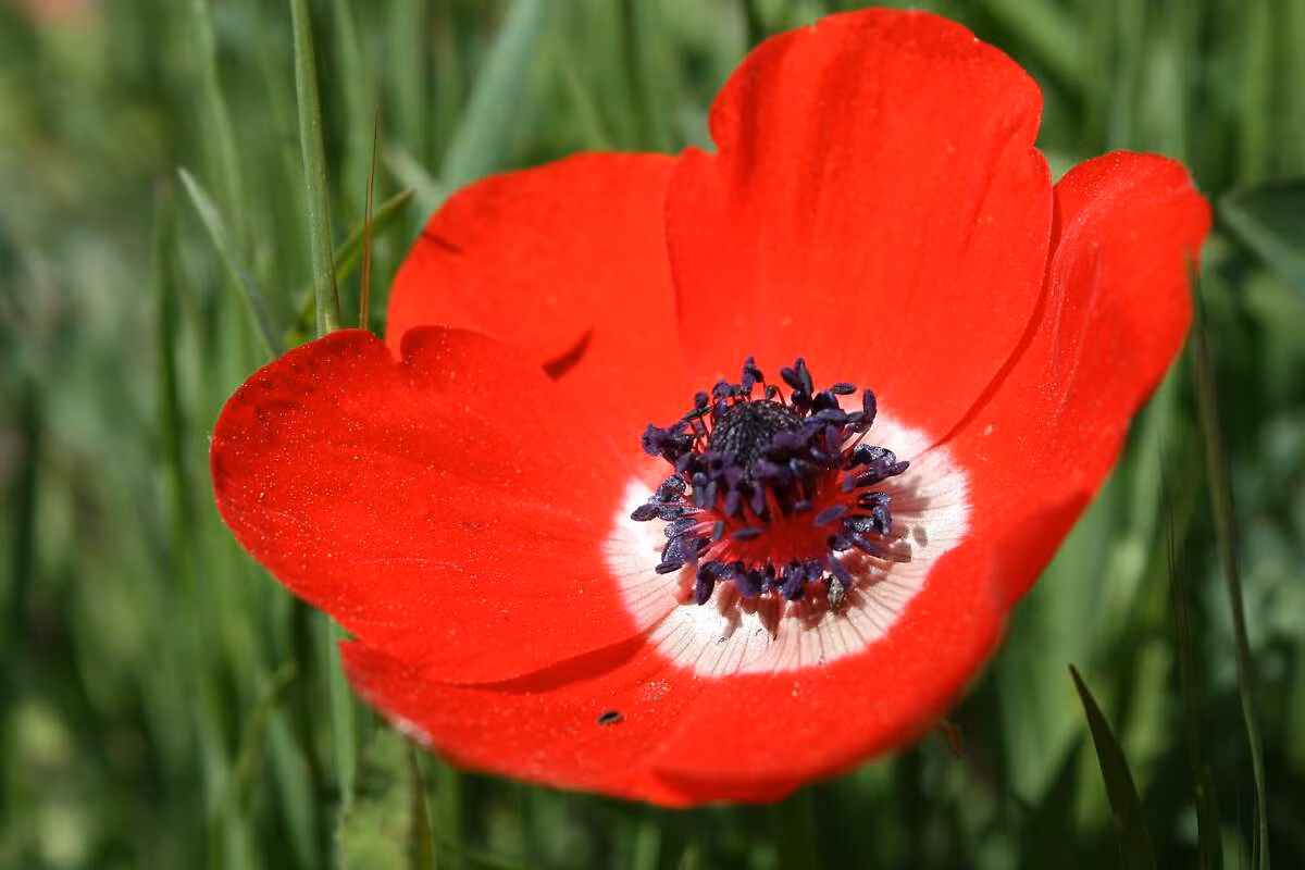  Israel: Hoa hải quỳ (Anemone coronaria).