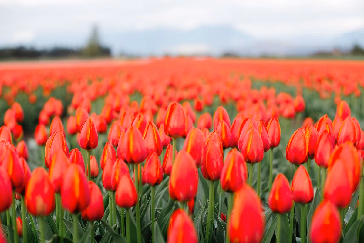  Hà Lan và Hungary: Hoa tulip (chi Tulipa).