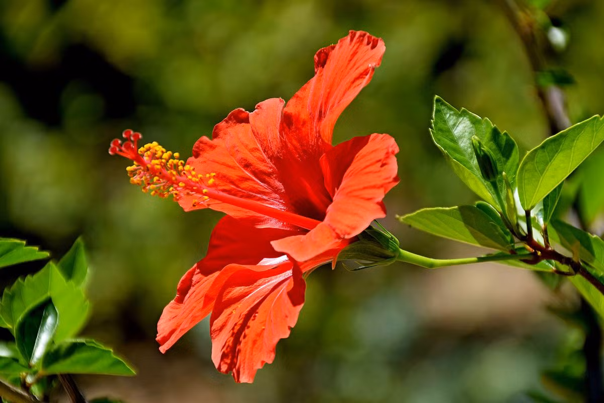  Malaysia: Hoa dâm bụt (Hibiscus rosa-sinensis).