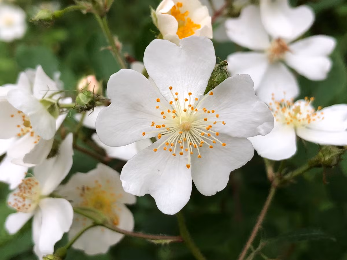  Maldives: Hoa tường vi (Rosa multiflora).
