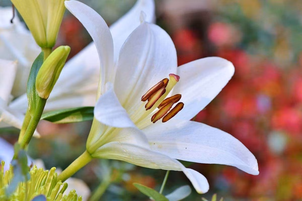  Italia: Hoa ly (chi Lilium).