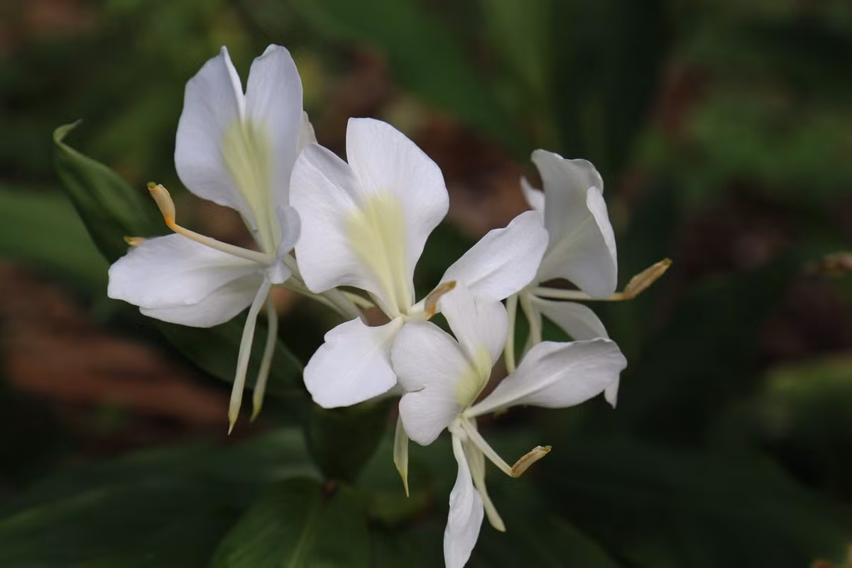  Cuba: Hoa mariposa / ngải tiên (Hedychium coronarium).