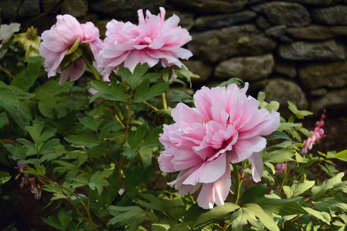  Trung Quốc và Romania: Hoa mẫu đơn (chi Peony).