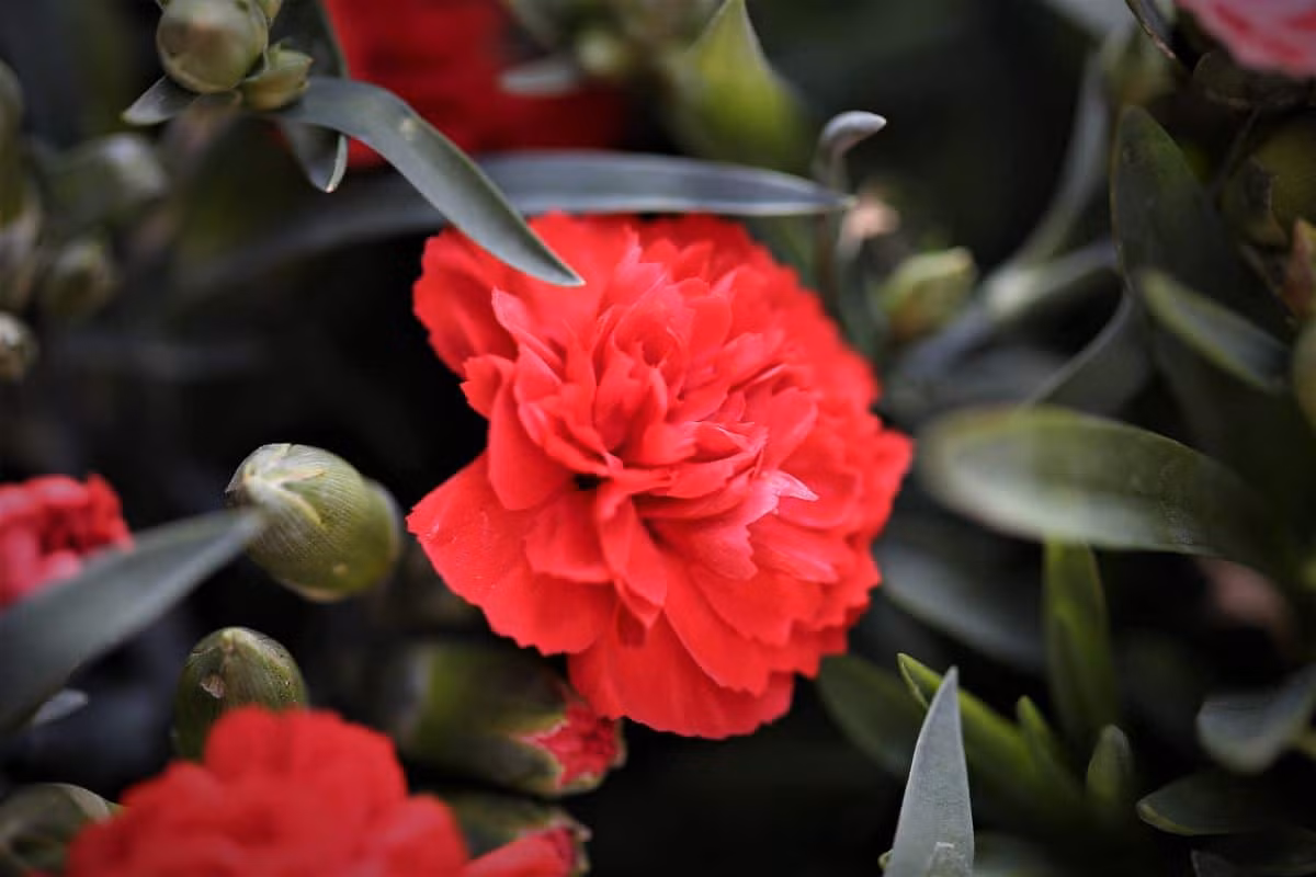  Tây Ban Nha: Hoa cẩm chướng đỏ (Dianthus caryophyllus).