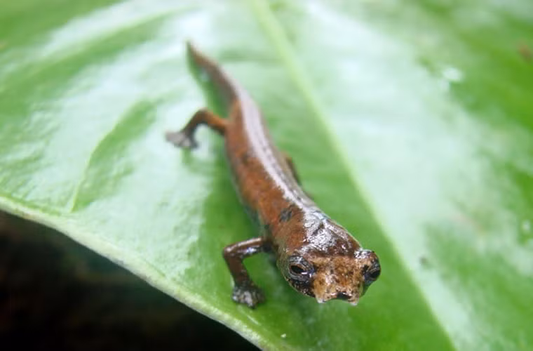 Kỳ nhông ET (hay còn gọi là kỳ nhông ngoài hành tinh) sống ở vùng rừng nhiệt đới Ecuador. Chúng được đặt tên như vậy vì nó có nhiều điểm tương đồng với nhân vật ngoài hành tinh xuất hiện trong một bộ phim được công chiếu vào năm 1982. Loài vật này có đặc điểm vô cùng kỳ lạ không có phổi. Chúng hô hấp qua da và hấp thụ oxy trực tiếp từ môi trường.