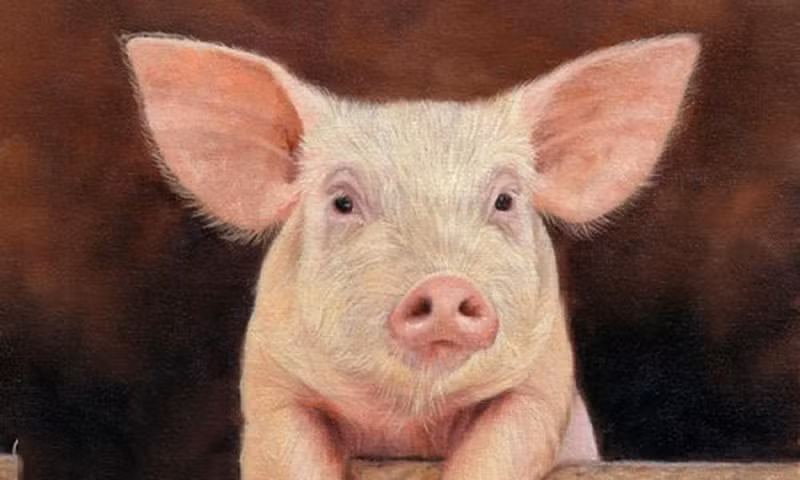 Nhìn chung, cuộc đời của người tuổi Hợi khá đủ đầy và viên mãn. Bên cạnh đó, đây cũng là một trong những con giáp nhận được nhiều lộc của trời ban; vận may tới ào ào giúp chủ nhân gặt hái thành công bất ngờ.