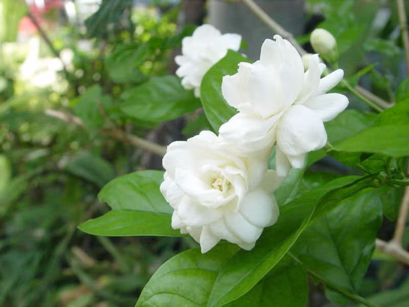Rằm tháng 7: Đặt 6 loại hoa này lên bàn thờ cầu tài lộc - Hình 8 Ram thang 7: Dat 6 loai hoa nay len ban tho cau tai loc-Hinh-8