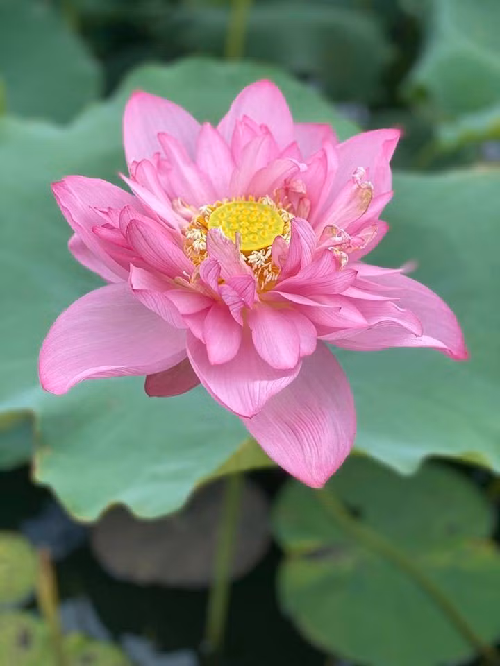 Rằm tháng 7: Đặt 6 loại hoa này lên bàn thờ cầu tài lộc - Hình 2 Ram thang 7: Dat 6 loai hoa nay len ban tho cau tai loc-Hinh-2