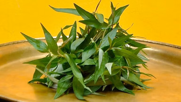 Những đại kỵ khi ăn rau răm, rất ít người biết Nhung dai ky khi an rau ram, rat it nguoi biet