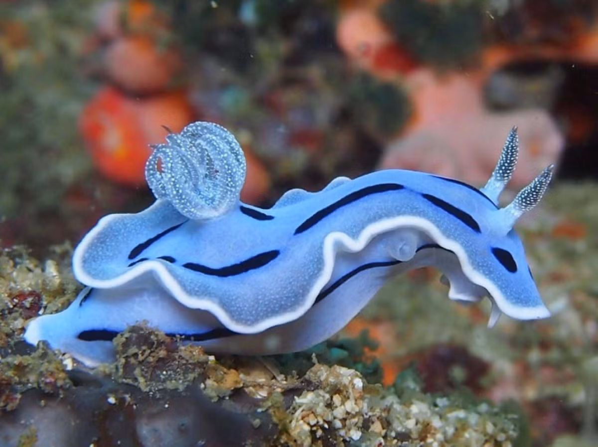 Sên biển Loch's Chromodoris: Loài sinh vật với những màu sắc ấn tượng này thường sống trong những vùng biển nhiệt đới ở trung tâm khu vực Ấn Độ Dương - Thái Bình Dương.